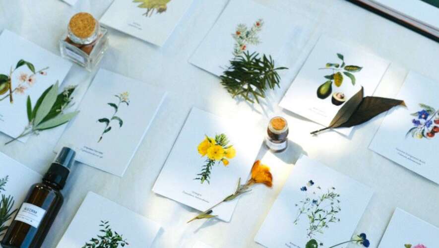 Workshop Etnobotânica & Herbalismo Queer
